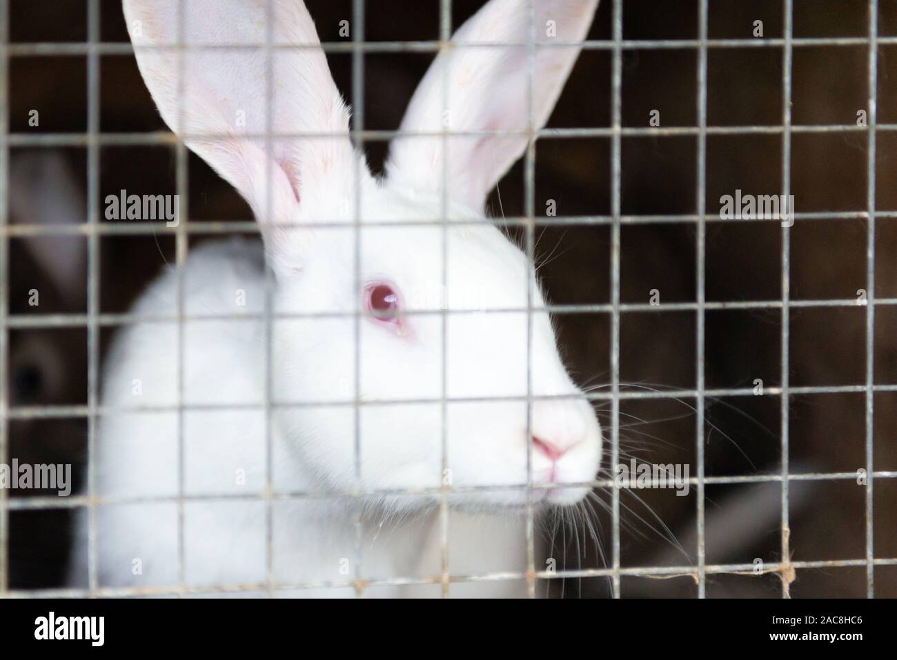 A white rabbit with red eyes. Rabbit looks through the bars. Stock Photo
