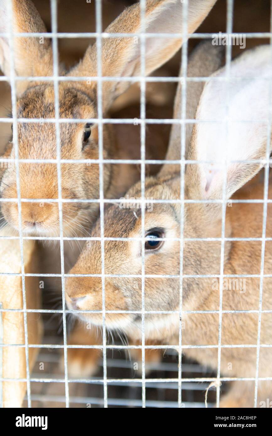 Two rabbits in a cage. Rabbits looks through the bars Stock Photo Alamy
