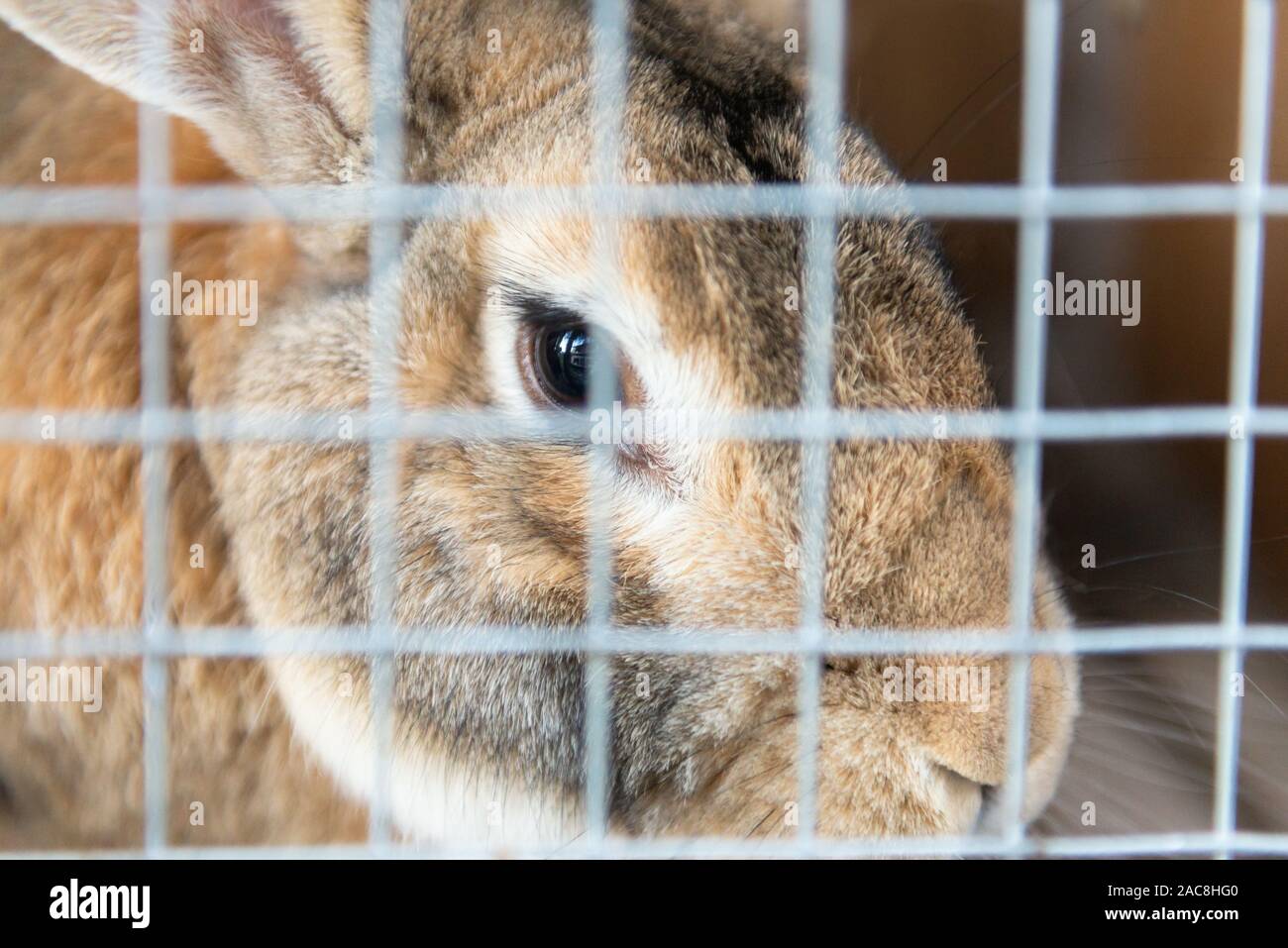 Rabbit in cage. Rabbit looks through the bars. Focus on eyes Stock