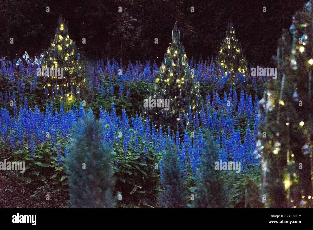 Christmas trees are lit up on a festive display surrounded with blue ...