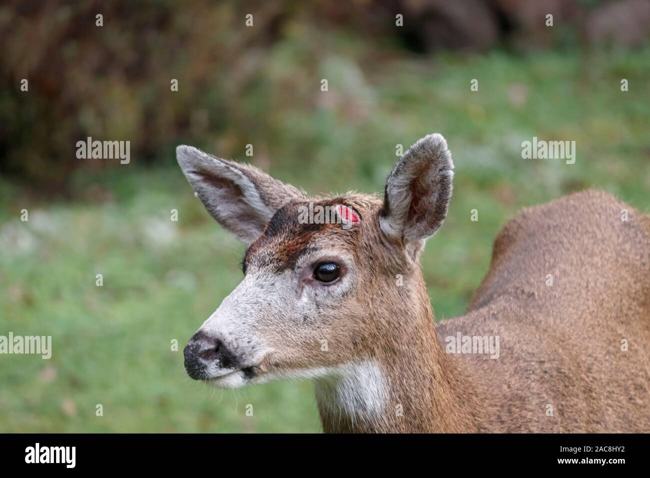 Close head and shoulders view of a male deer who has just shed his antlers, revealing one of his bloody red pedicles (mounting points) on his head. Stock Photo