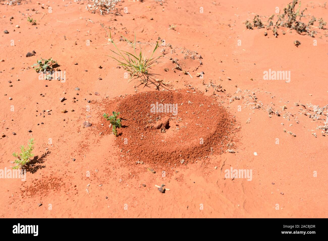 Ant nest in red sand in the Australian Outback near Louth, New South Wales, NSW, Australia Stock Photo