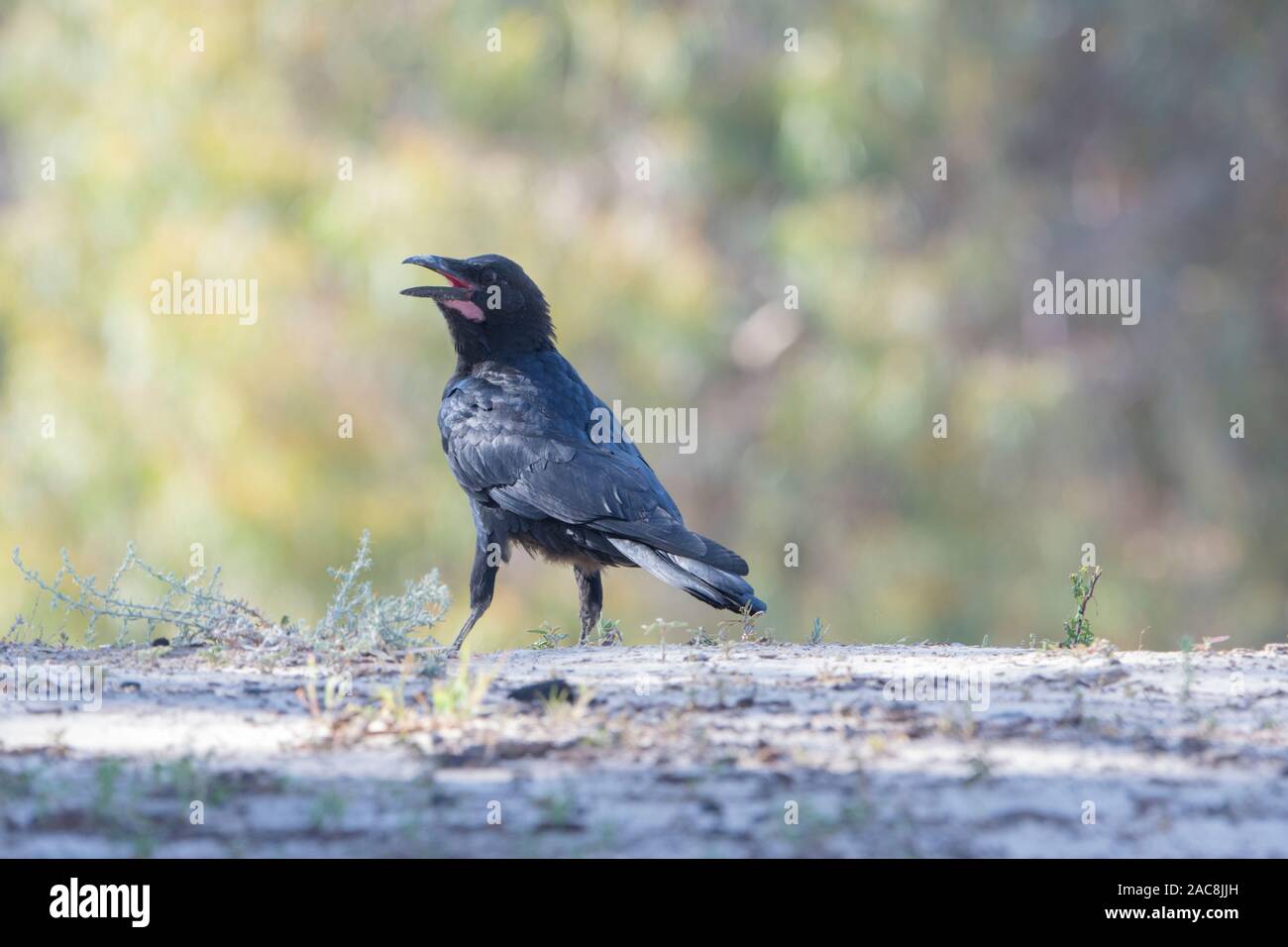 Torresian Crow (Corvus orru) panting, New South Wales, NSW, Australia Stock Photo