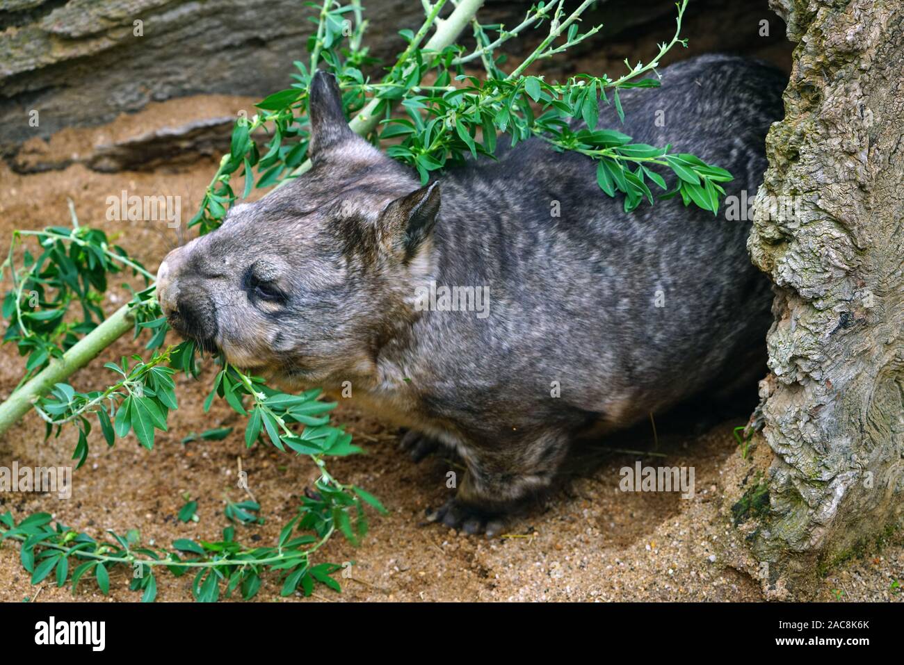 View of a Southern hairy-nosed wombat (Lasiorhinus latifrons) at the Melbourne Zoo Stock Photo