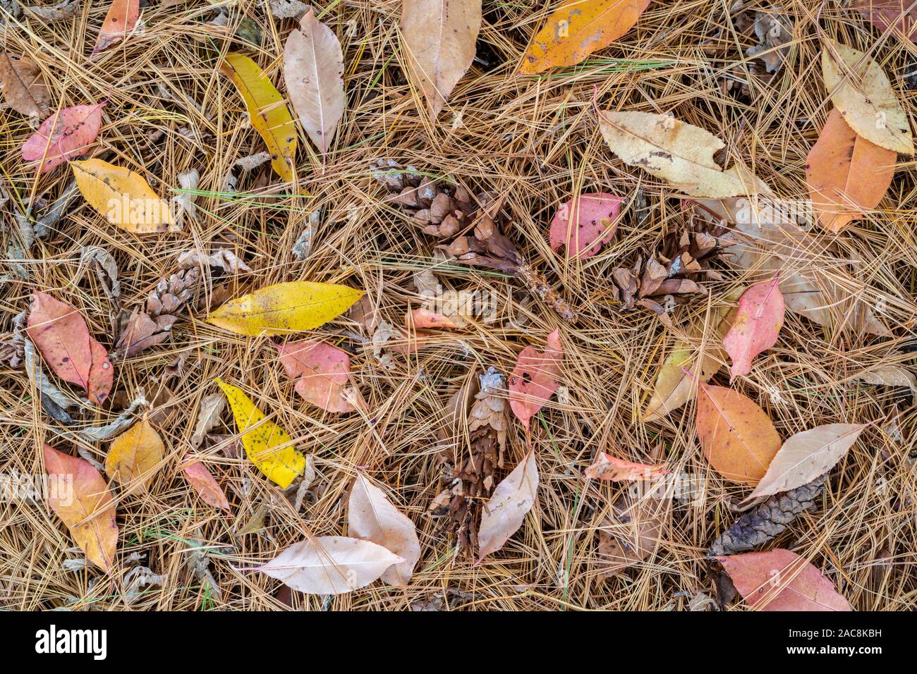 White Pine needles (Pinus strobus) and Wild Cherry leaves (Prunus) forest floor, Autumn, Minnesota, USA, by Dominique Braud/Dembinsky Photo Assoc Stock Photo