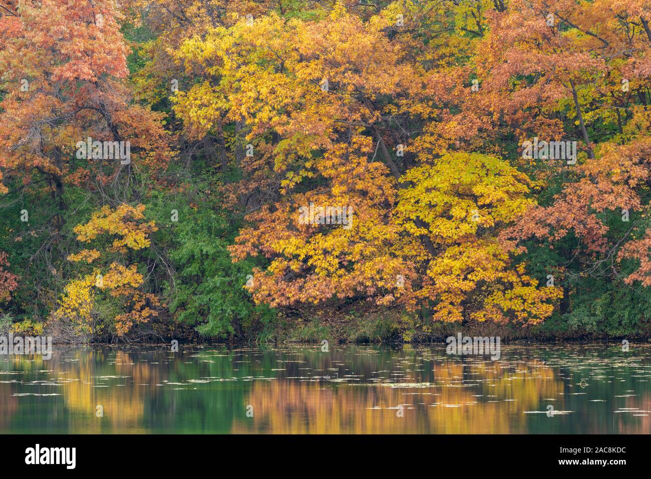 Eastern Deciduous forest along lake, Autumn, Minnesota, USA, by Dominique Braud/Dembinsky Photo Assoc Stock Photo