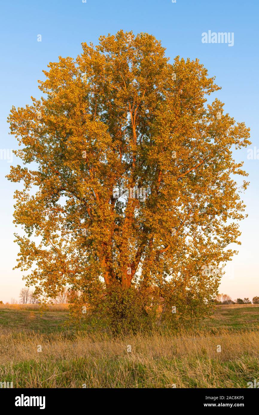 Eastern cottonwood hires stock photography and images Alamy
