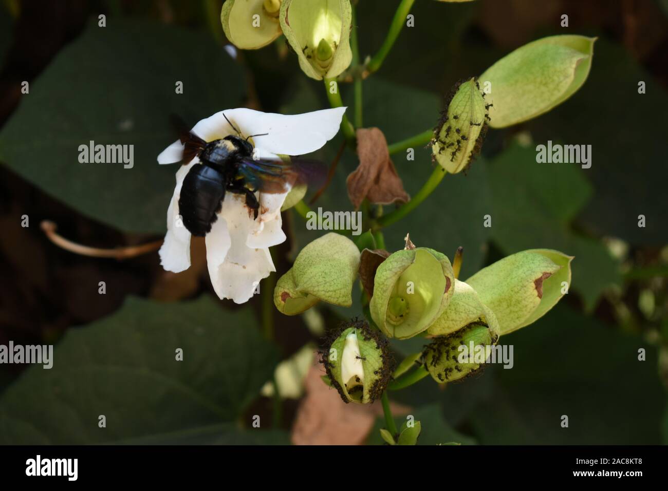 A carpenter bee (Xylocopa aestuans) perched on the white flower petal in order to collect nectar. Boyolali, Central java, Indonesia. Stock Photo