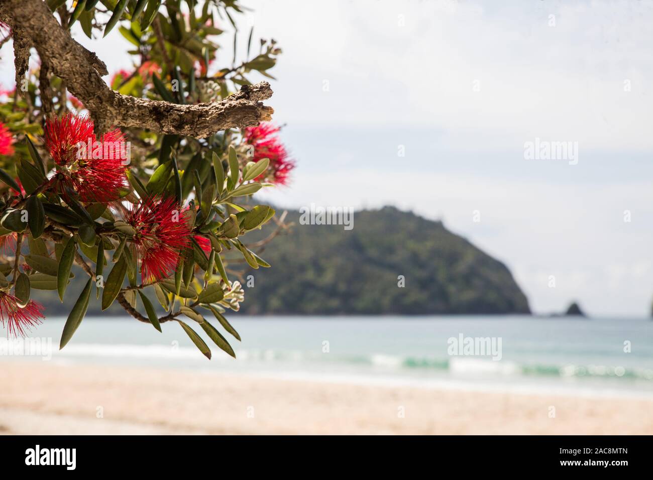 A pohutukawa tree in blossom overlooks a beautiful New Zealand beach in the Coromandel Peninsula during a hot summers day. Stock Photo