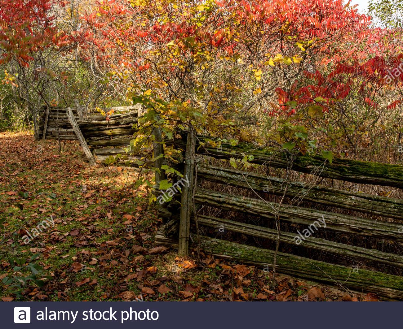 Sumac Trees High Resolution Stock Photography and Images Alamy