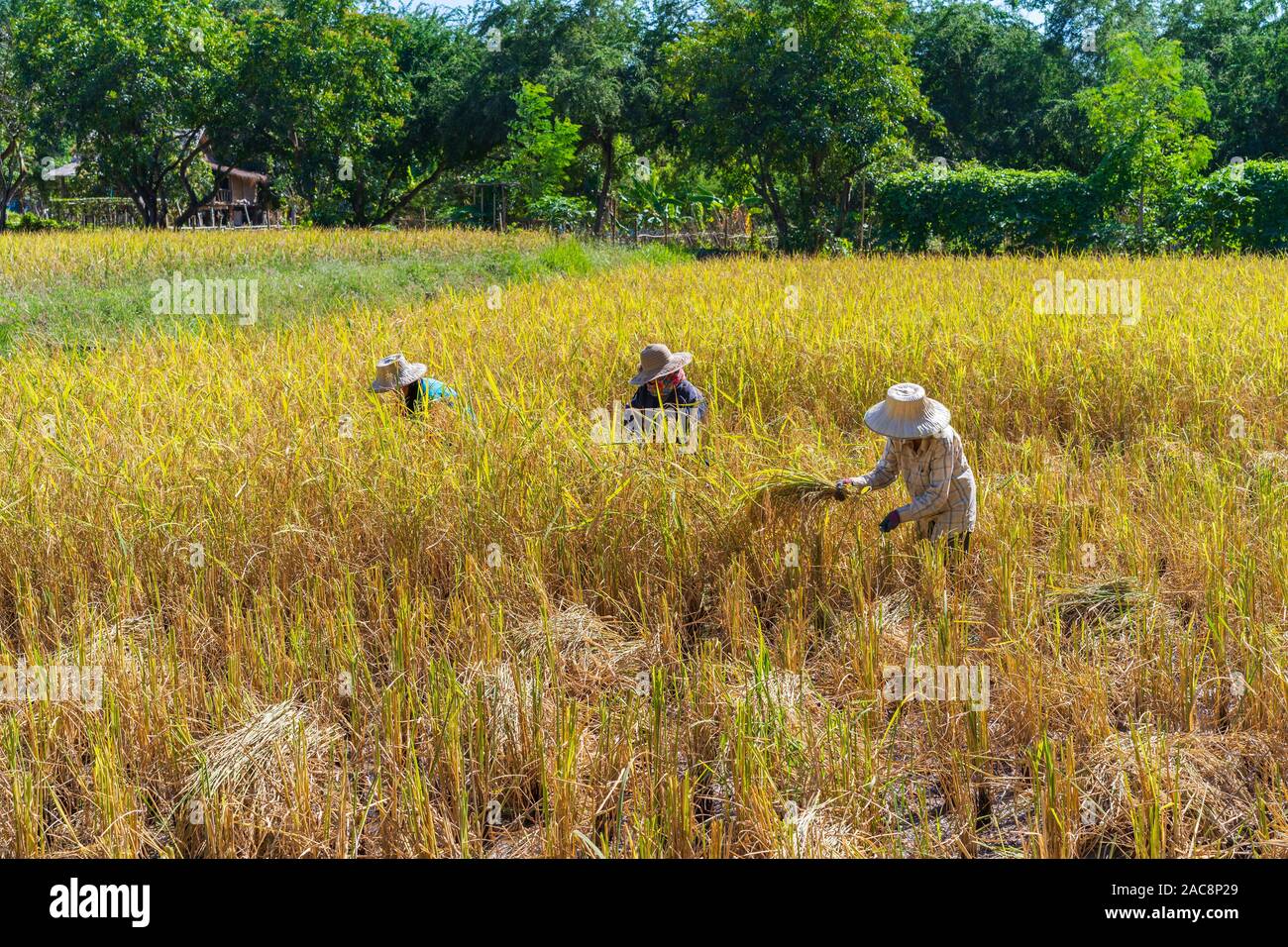 farmer using sickle to harvesting rice in field Stock Photo - Alamy