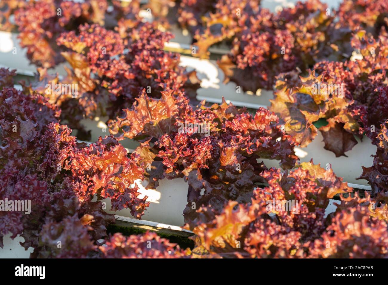 red coral lettuce hydroponics vegetable farming Stock Photo Alamy
