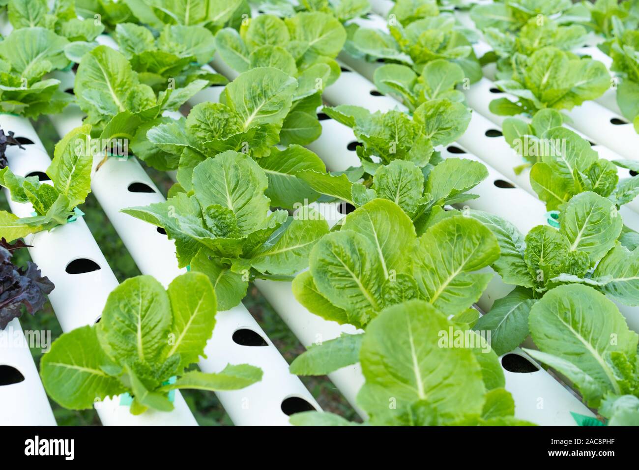 Cos Romaine Lettuce hydroponic farming Stock Photo Alamy