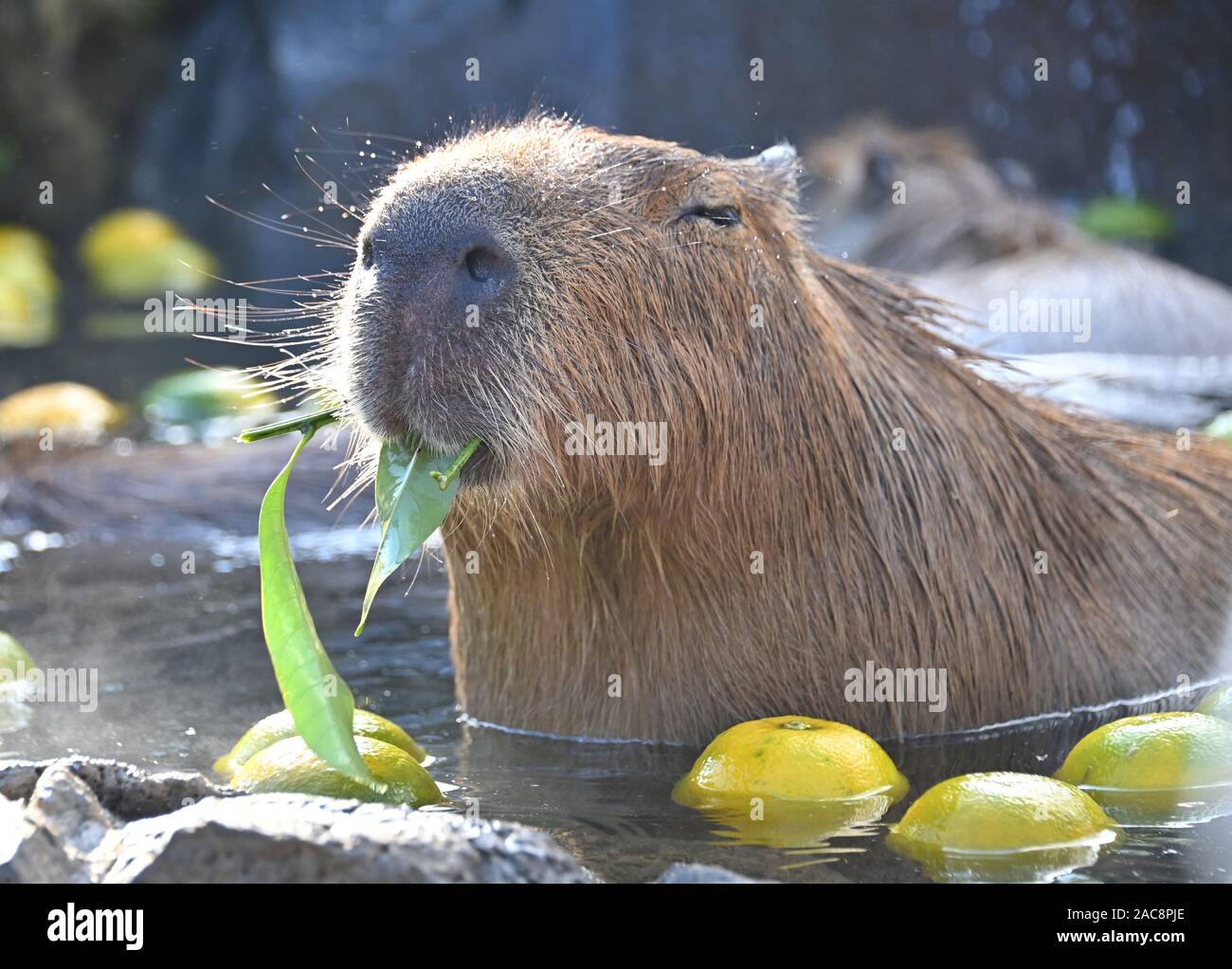 Ito, Japan. 1st Dec, 2019. An adorable water hog enjoys an open-air hot  sprint in Izu Cactus Zoological Park near city of Ito, southwest of Tokyo,  on Sunday, December 1, 2019. With