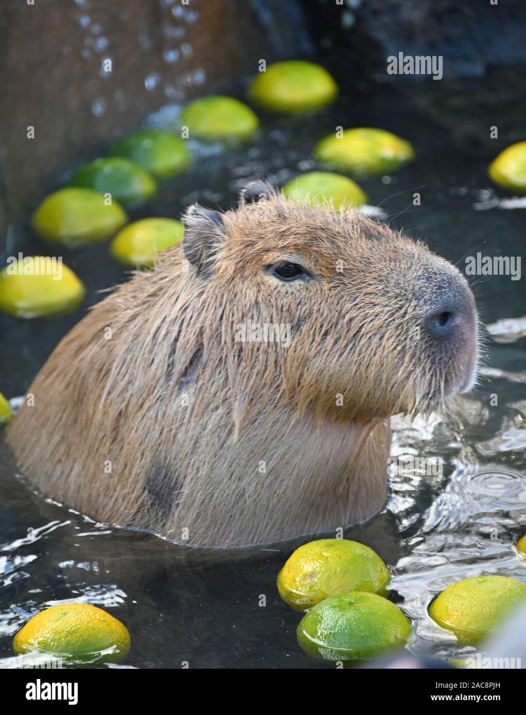 https://c8.alamy.com/comp/2AC8PJH/ito-japan-1st-dec-2019-an-adorable-water-hog-enjoys-an-open-air-hot-sprint-in-izu-cactus-zoological-park-near-city-of-ito-southwest-of-tokyo-on-sunday-december-1-2019-with-the-start-of-the-year-of-the-rat-in-the-ancient-chinese-zodiac-is-just-a-month-away-the-water-hog-also-known-as-capybara-the-largest-rodent-in-the-world-and-a-closer-relative-of-rats-has-become-a-popular-attraction-in-the-park-credit-natsuki-sakaiafloalamy-live-news-2AC8PJH.jpg