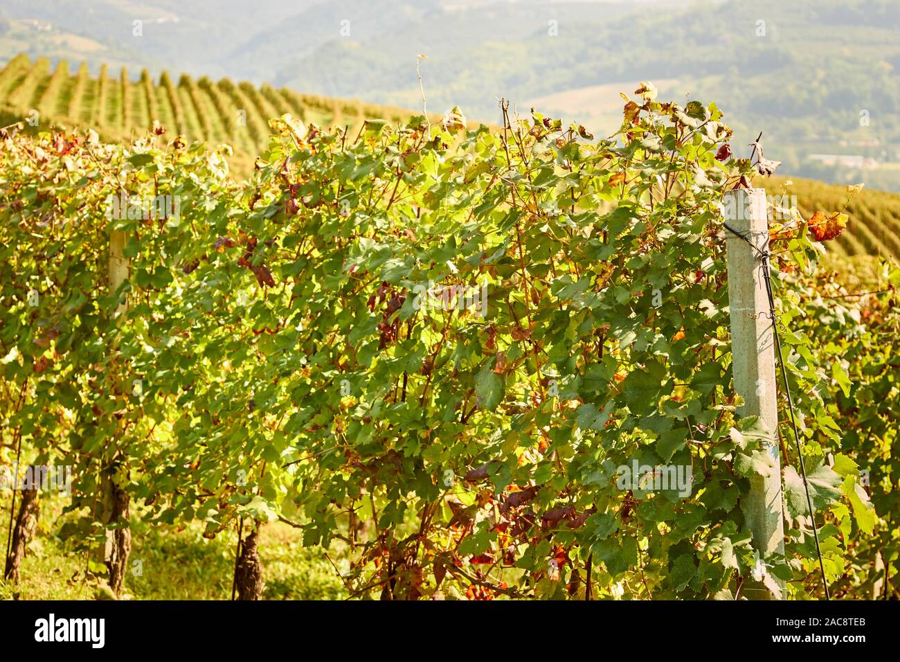 Dolcetto grapes growing in the Langhe region of Piedmont, italy Stock Photo