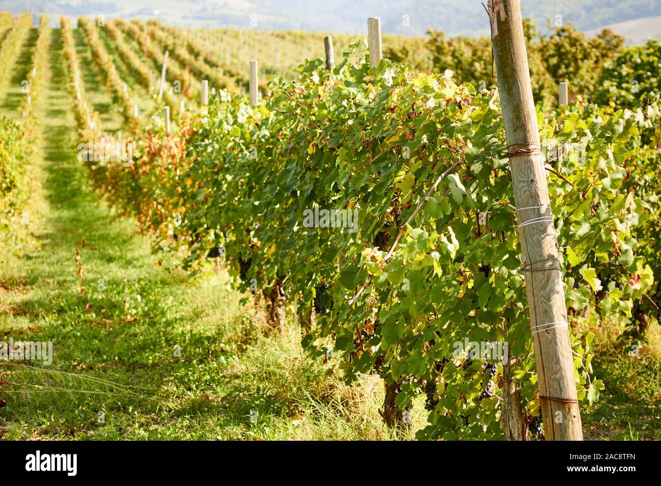 Dolcetto grapes growing in the Langhe region of Piedmont, italy Stock Photo