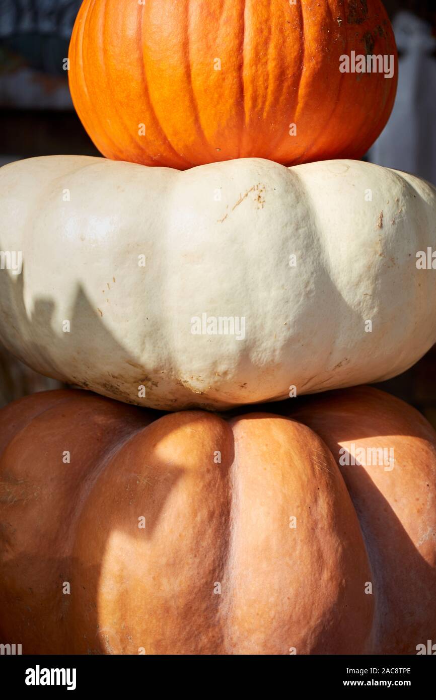 A stack of pumpkins, called marrow in some places, stacked up at a farm stand in Lancaster County, Pennsylvania, USA Stock Photo