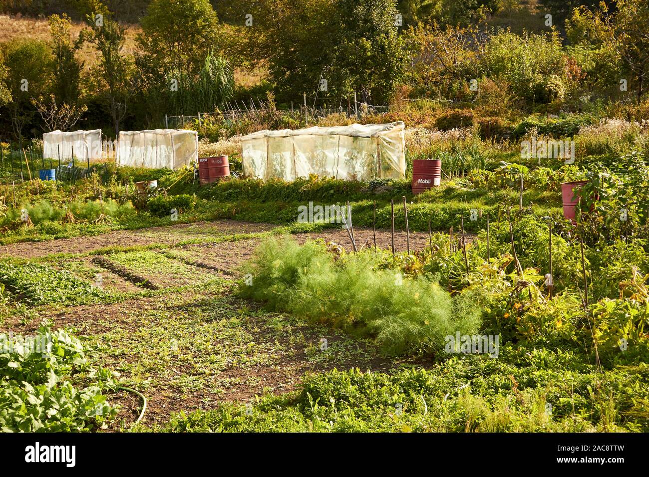 Community garden in Entracque, Cuneo, Piemonte, Italy. Called an allotment in some places. Stock Photo