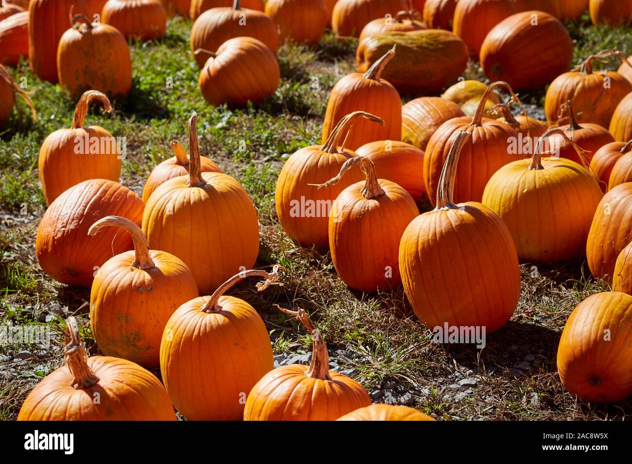 Just harvested pumpkins in a field, Berks County, Pennsylvania, USA. Sometimes called marrow in the UK Stock Photo