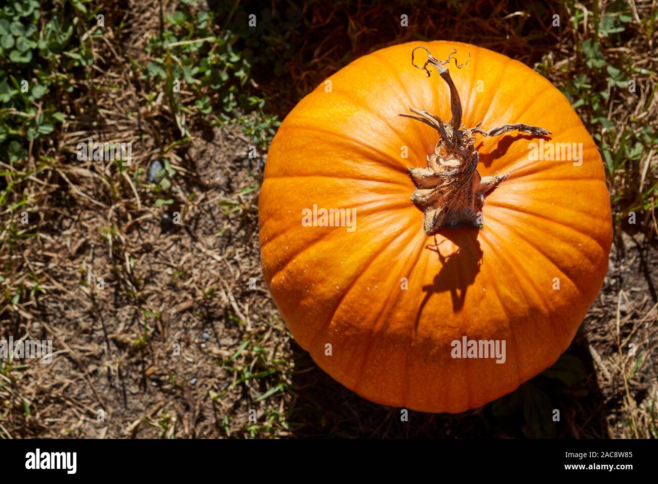 A whole fresh orange Pumpkin at a farm in Berks County, Pennsylvania, USA. Sometimes called marrow in the UK Stock Photo