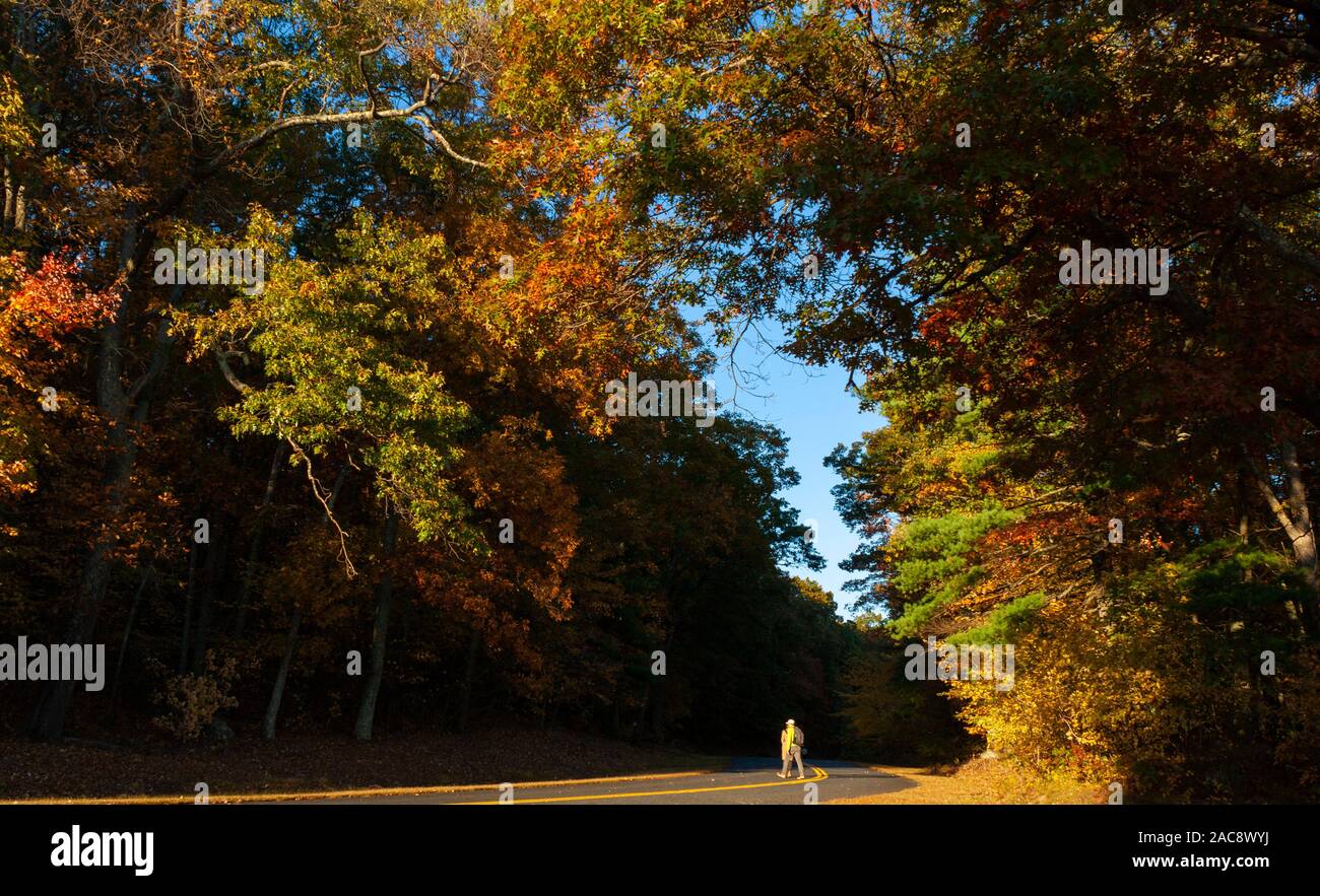 Young couple enjoying a walk beneath a canopy of tall oak trees ...