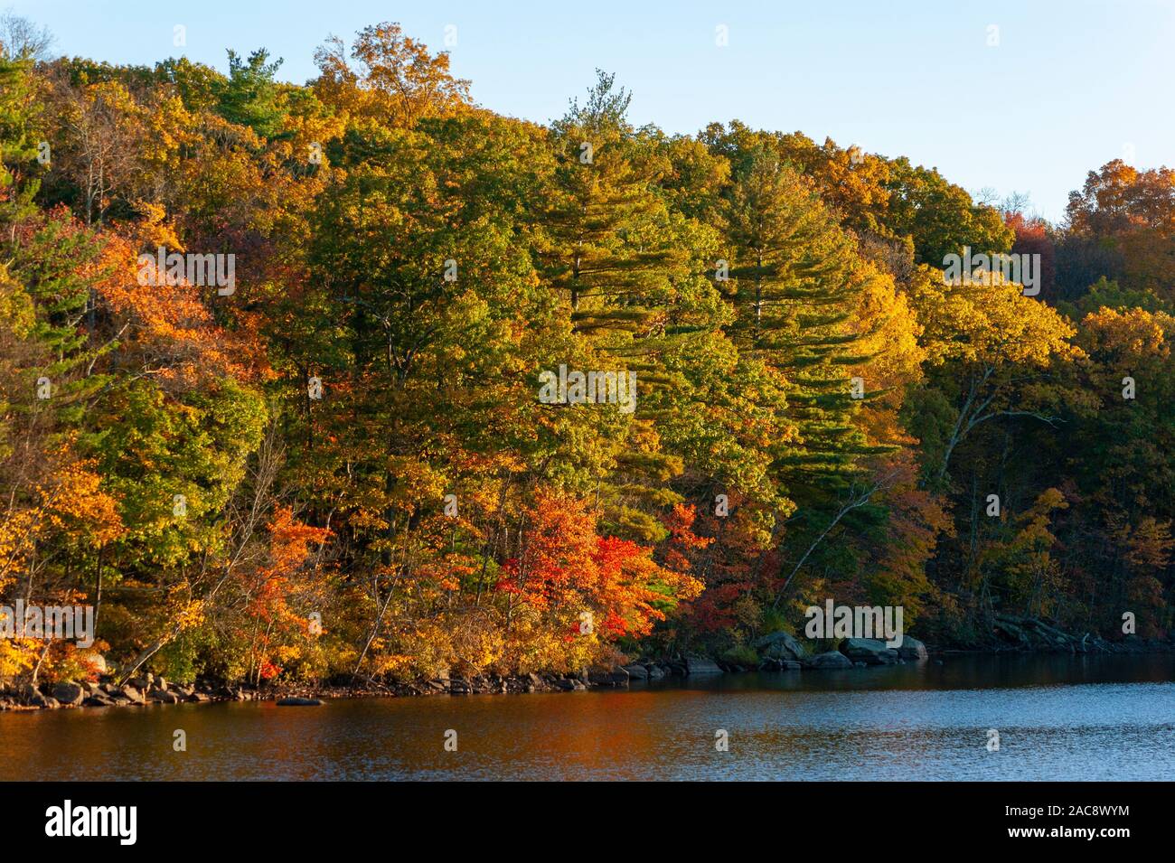 Vibrant fall colors of a northeastern mixed forest on the shores of the Hopkinton Reservoir. Pine, maple, beech, and oak trees in autumn shades. Stock Photo