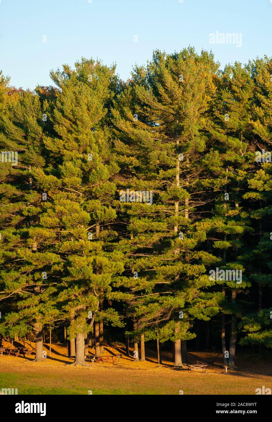 Eastern White Pine High Resolution Stock Photography And Images Alamy 9FD