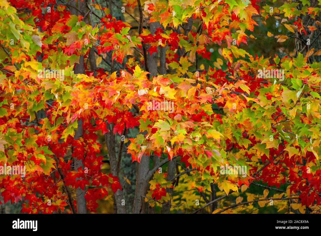 Fall foliage in New England. Vibrant colors of a maple tree, with ...