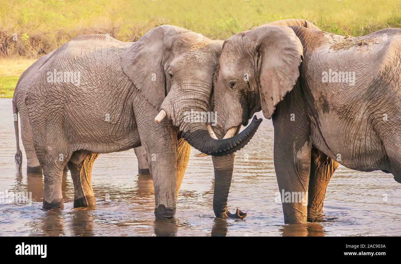 Two male elephants appear to know each other, displaying friendly, affectionate behavior while bathing in a river in Botswana. Stock Photo