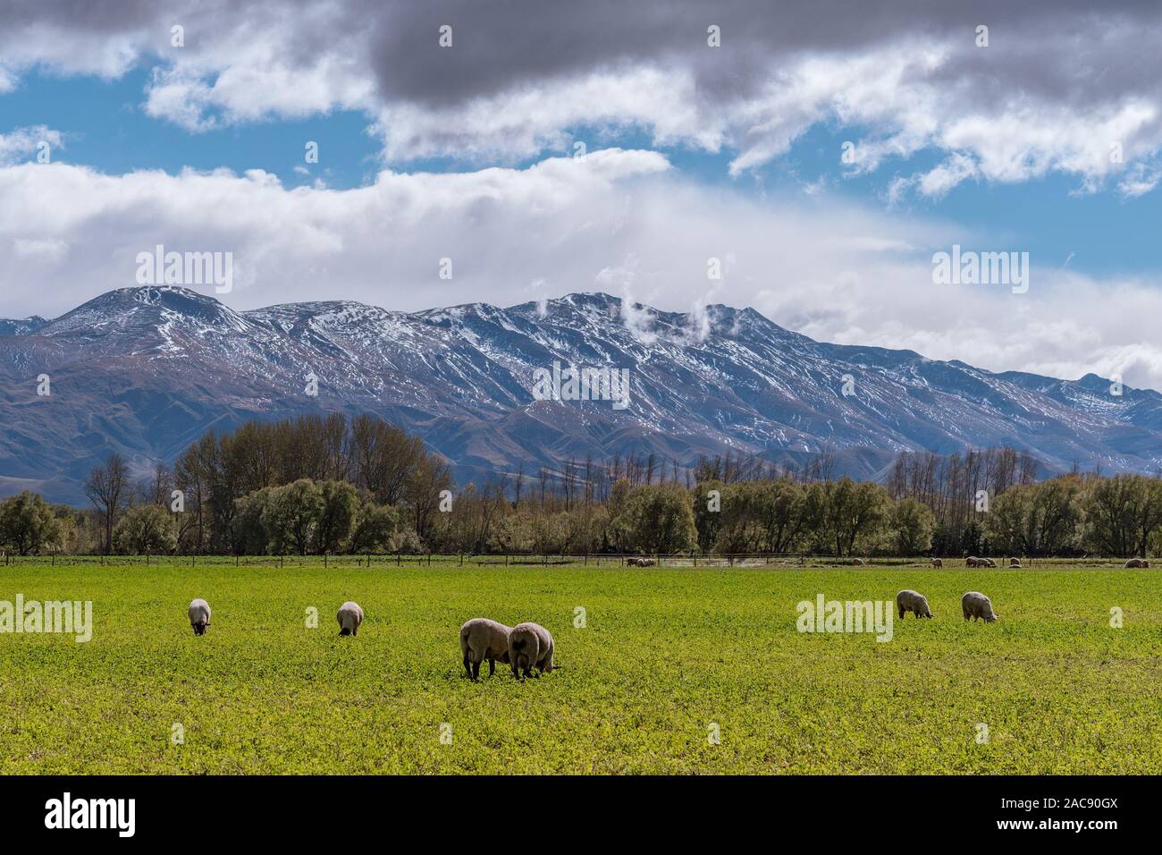 Sheep grazing in a field with a snow covered mountain range in the background Stock Photo