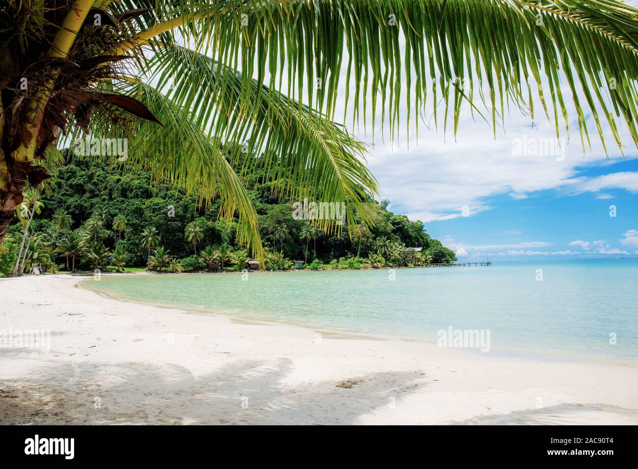 Palm tree on beach at sea with the blue sky background Stock Photo - Alamy