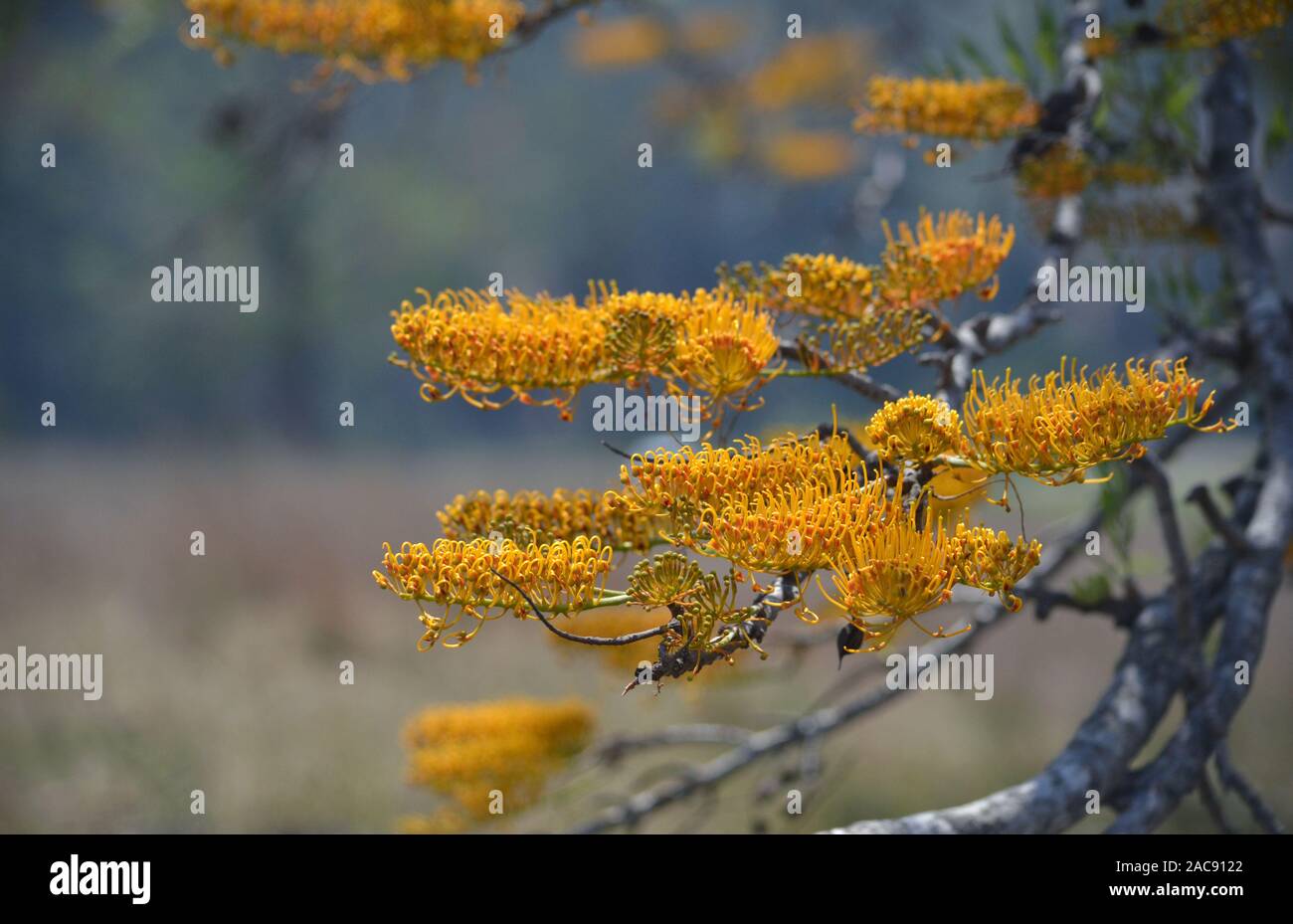 Orange gold flowers of the Australian native Silky Oak tree Grevillea