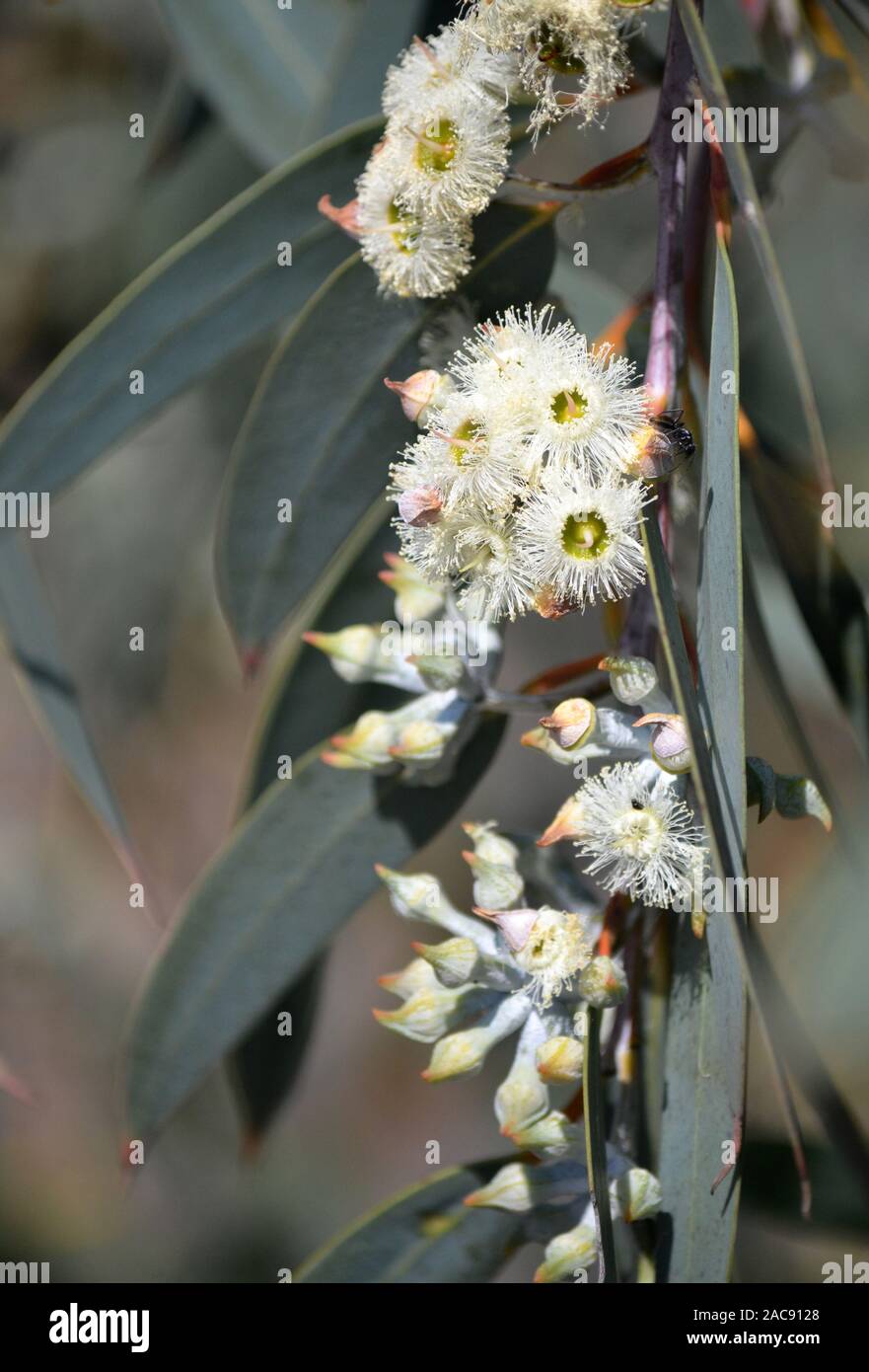 Blossoms and buds of the rare Yellow Top Mallee Ash, Eucalyptus luehmanniana, family Myrtaceae. Threatened species native to central coast of NSW Stock Photo