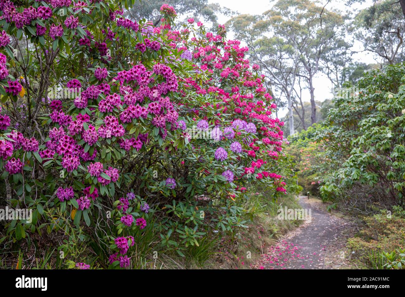 Rhododendrons in the blue mountains national park,new South Wales,australia Stock Photo