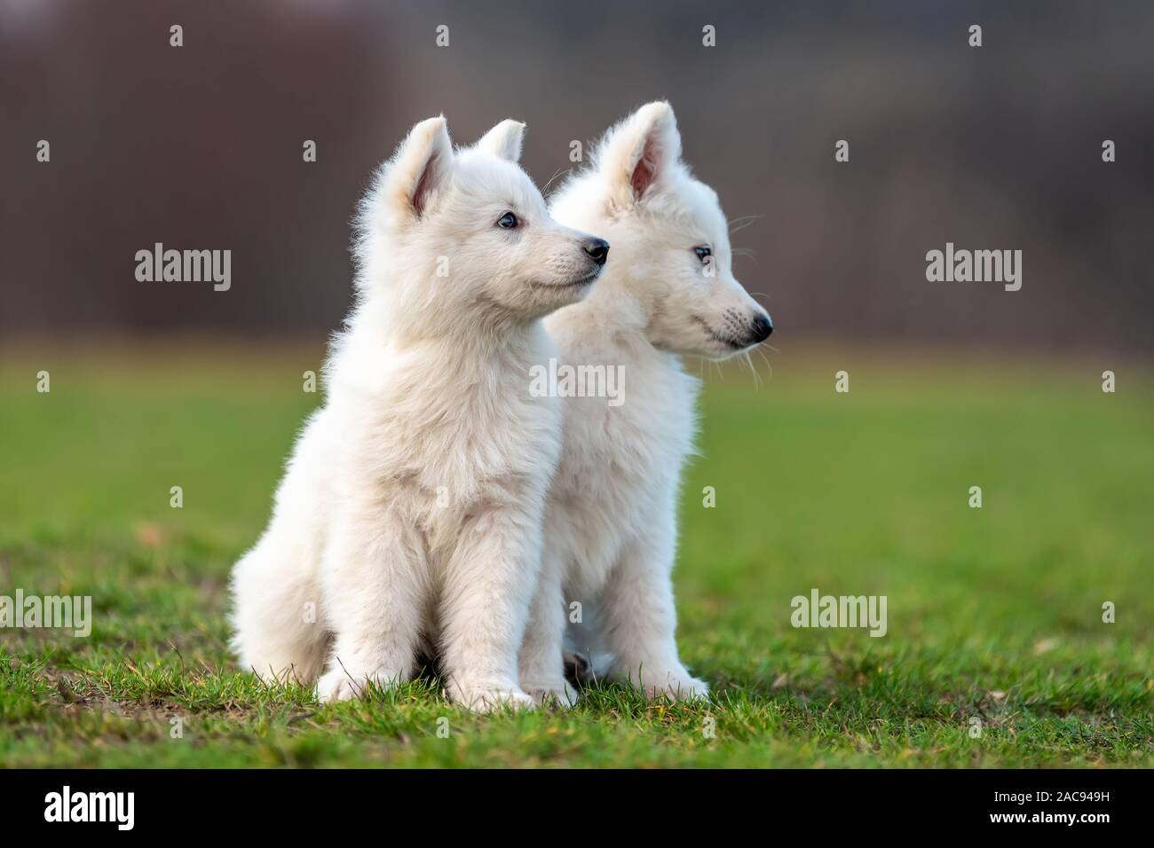 Puppy funny cute White Swiss Shepherd dog portrait on meadow Stock Photo -  Alamy