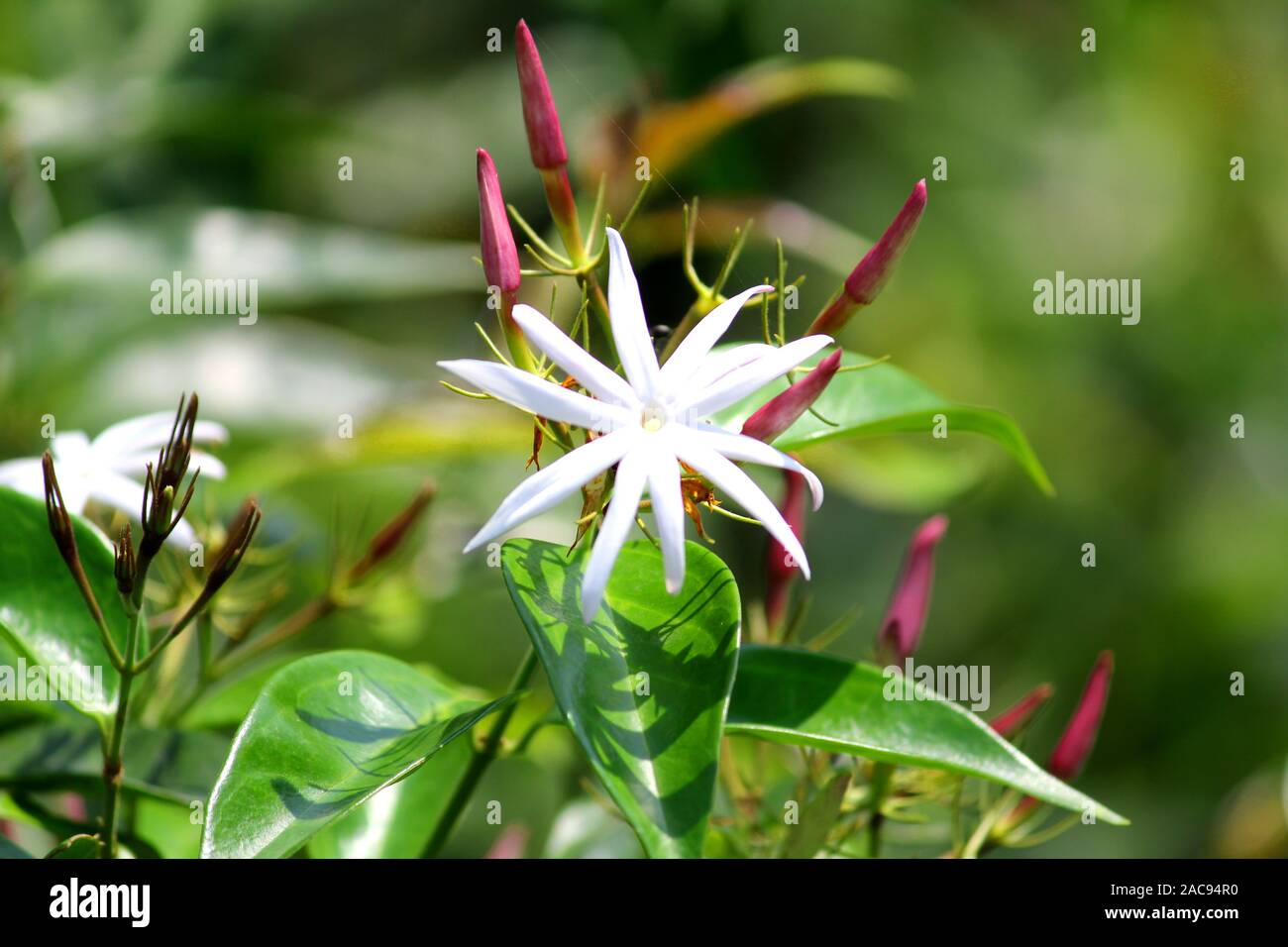 White Color Flower With Long Petals And Green Leaves Stock Photo Alamy