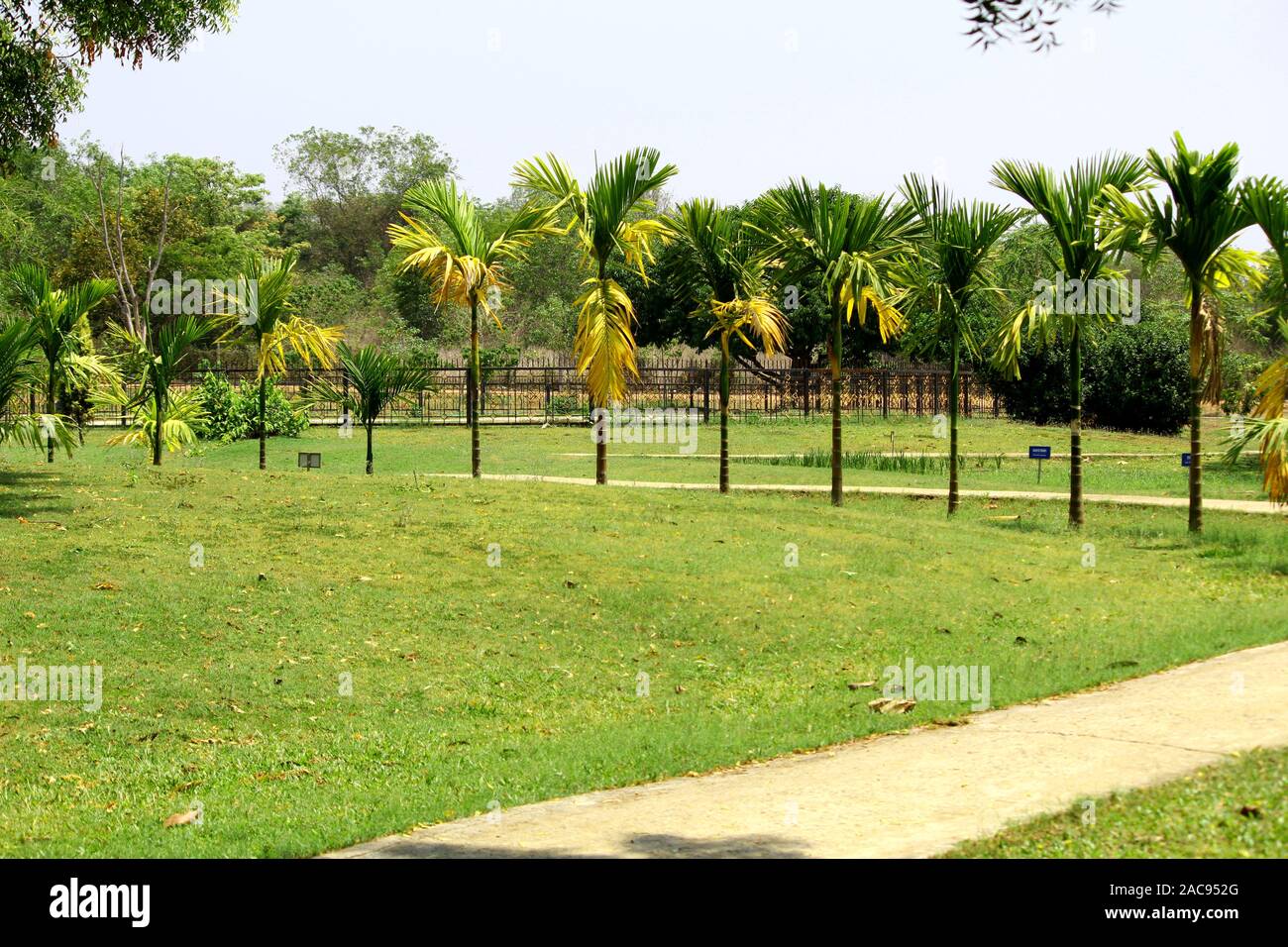 Green Background Park With Palm Trees And Green Grass Stock Photo - Alamy