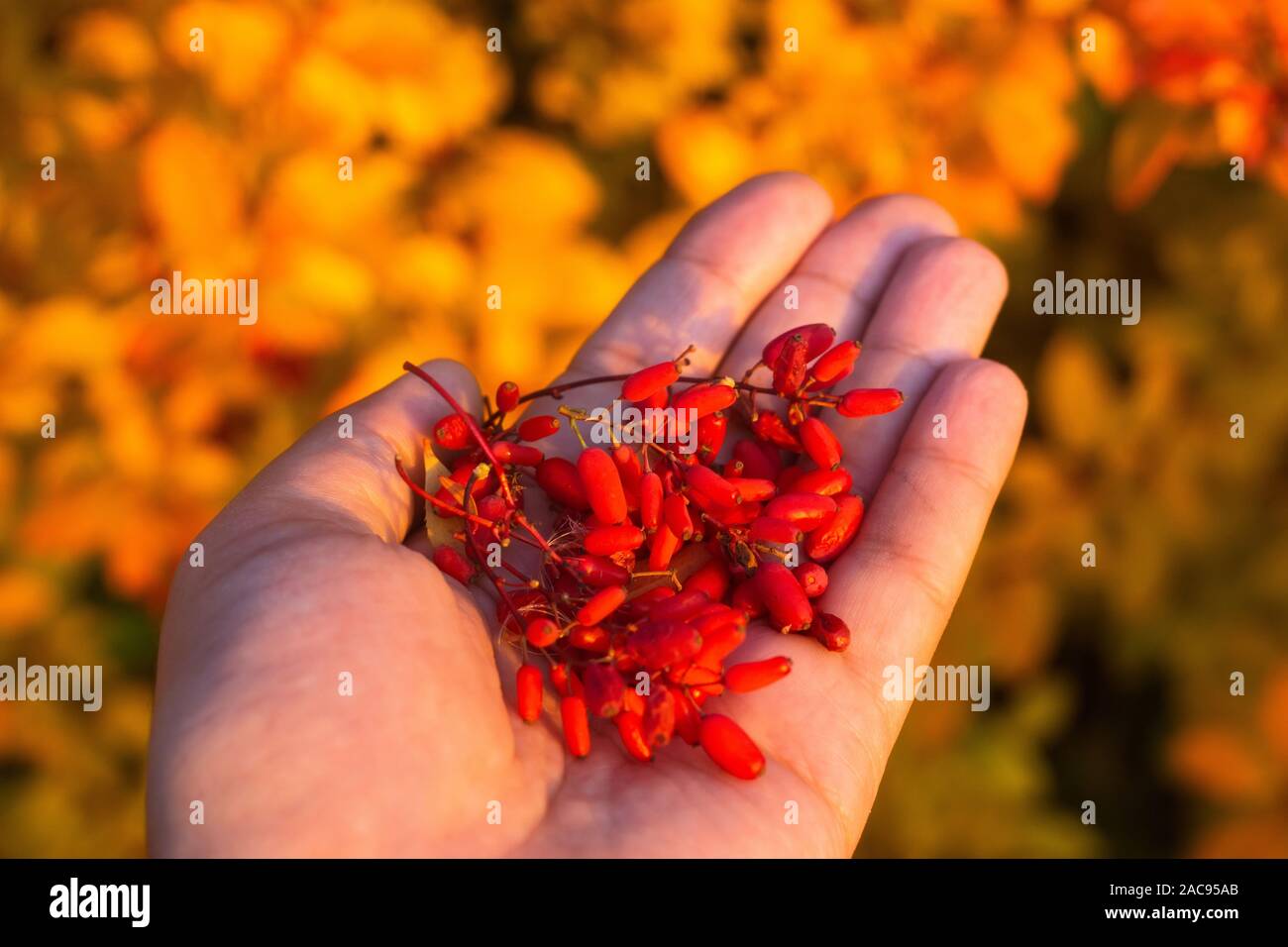 red barberry berries close-up, harvest of useful berries Stock Photo