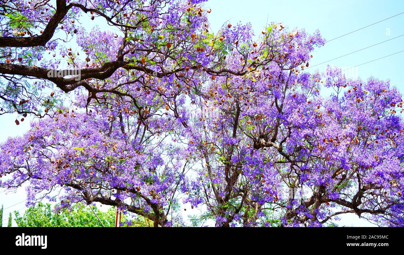 Australian Purple Trees