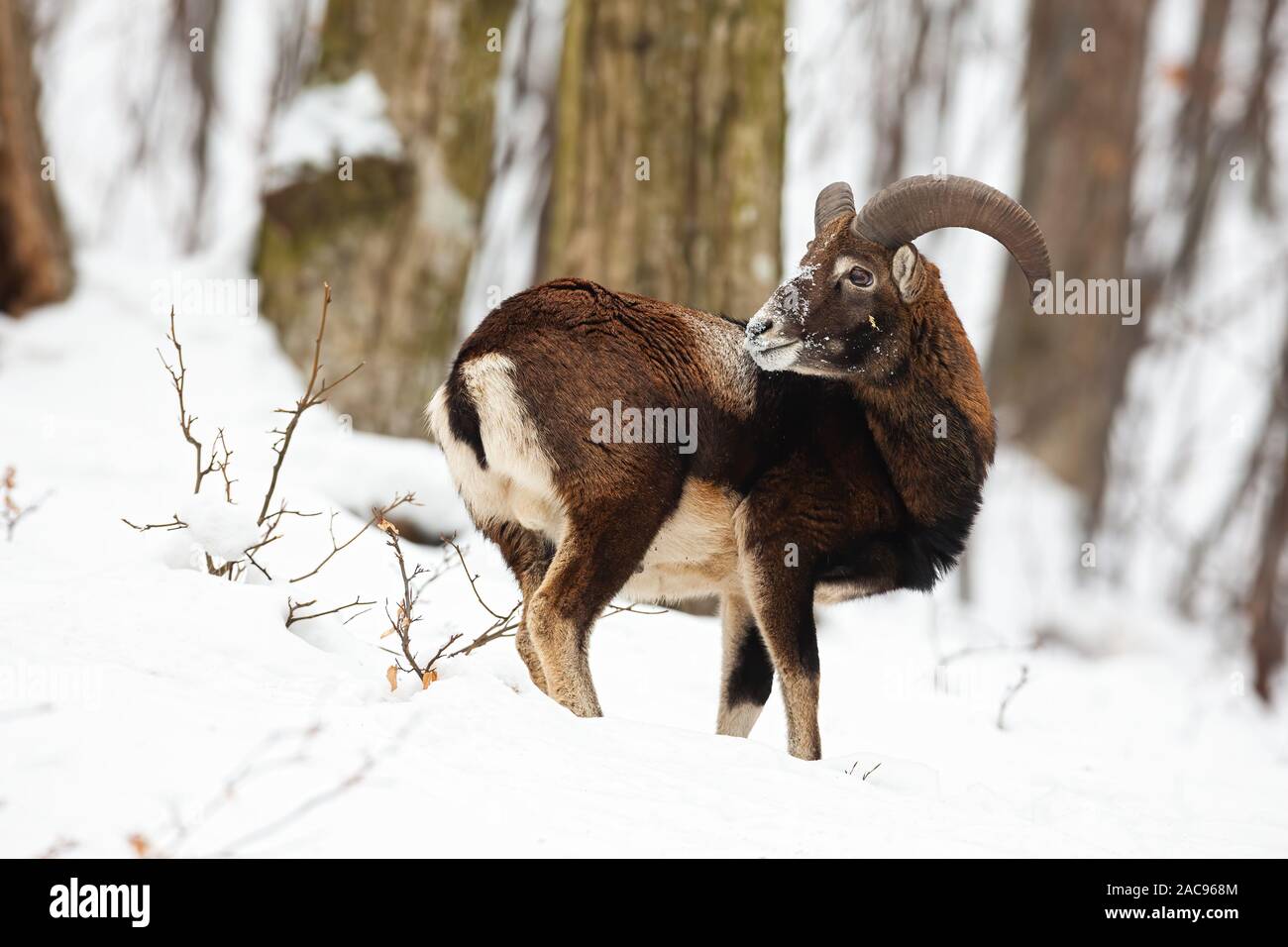 Male mouflon, ovis musimon, standing in winter forest with snow Stock Photo