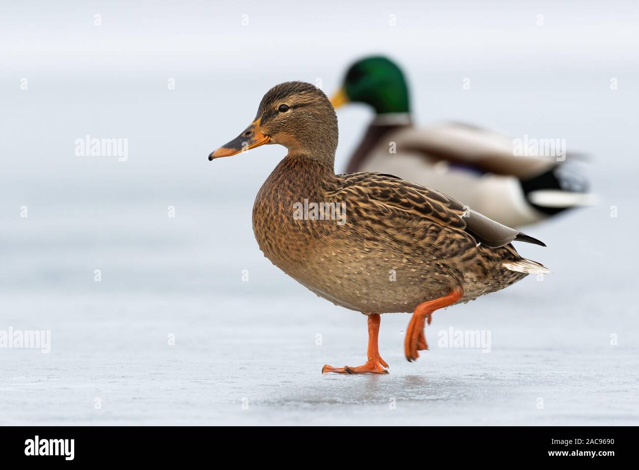 Two wild ducks approaching together on ice in wintertime. Stock Photo