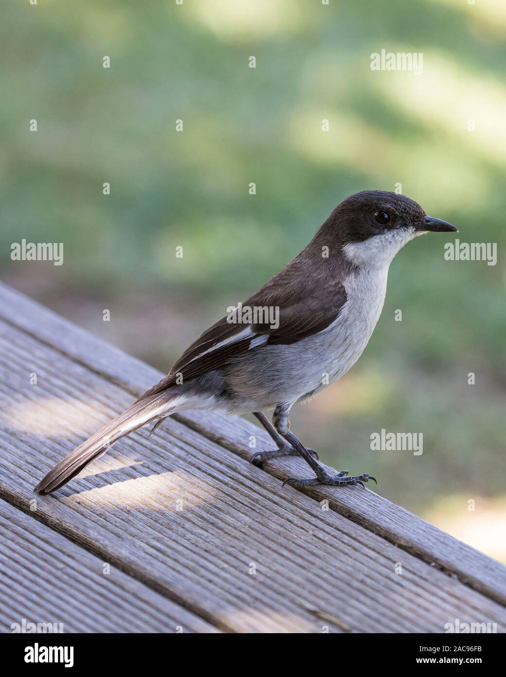 Fiscal Flycatcher (Sigelus silens) perched on wooden deck in close up profile view Stock Photo