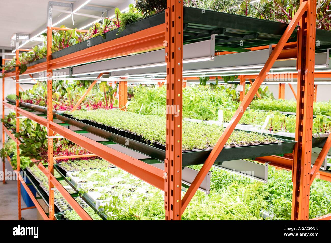 Shelves with green seedlings of various sorts of agricultural plants Stock Photo
