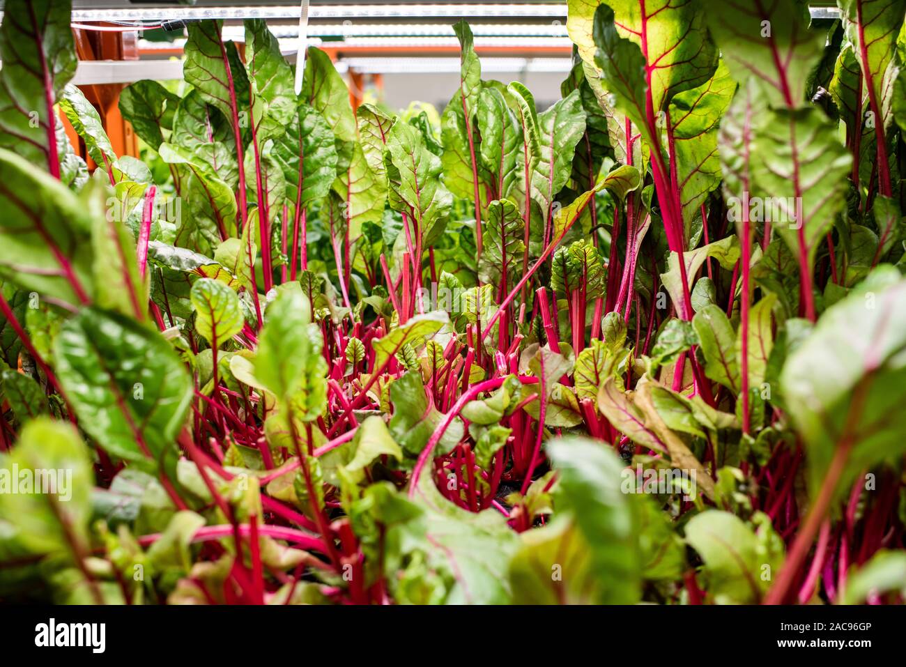 Green seedlings of beet growing in small pots inside contemporary