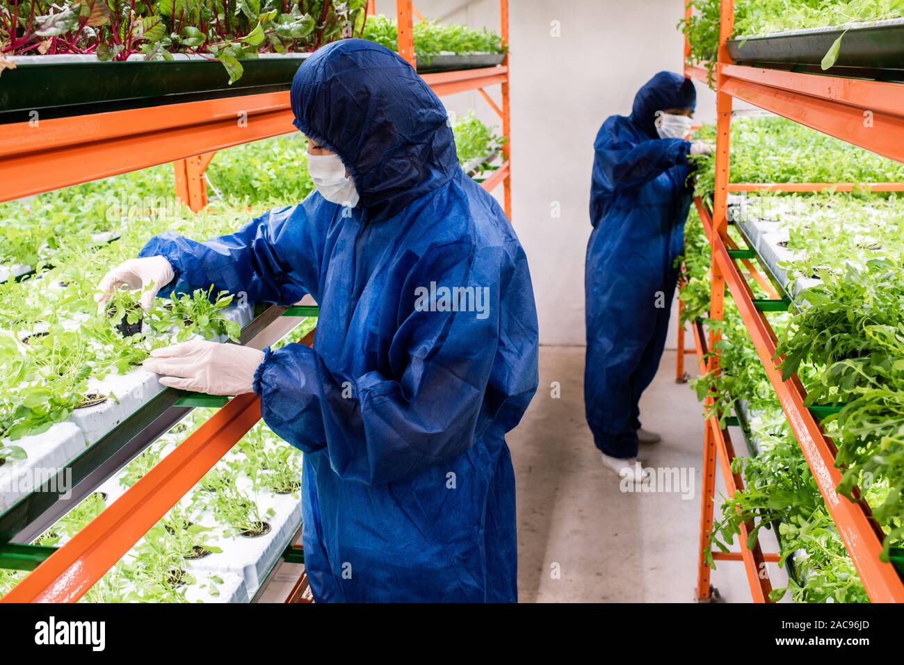 Two biologists in protective coveralls, gloves and masks selecting seedlings Stock Photo