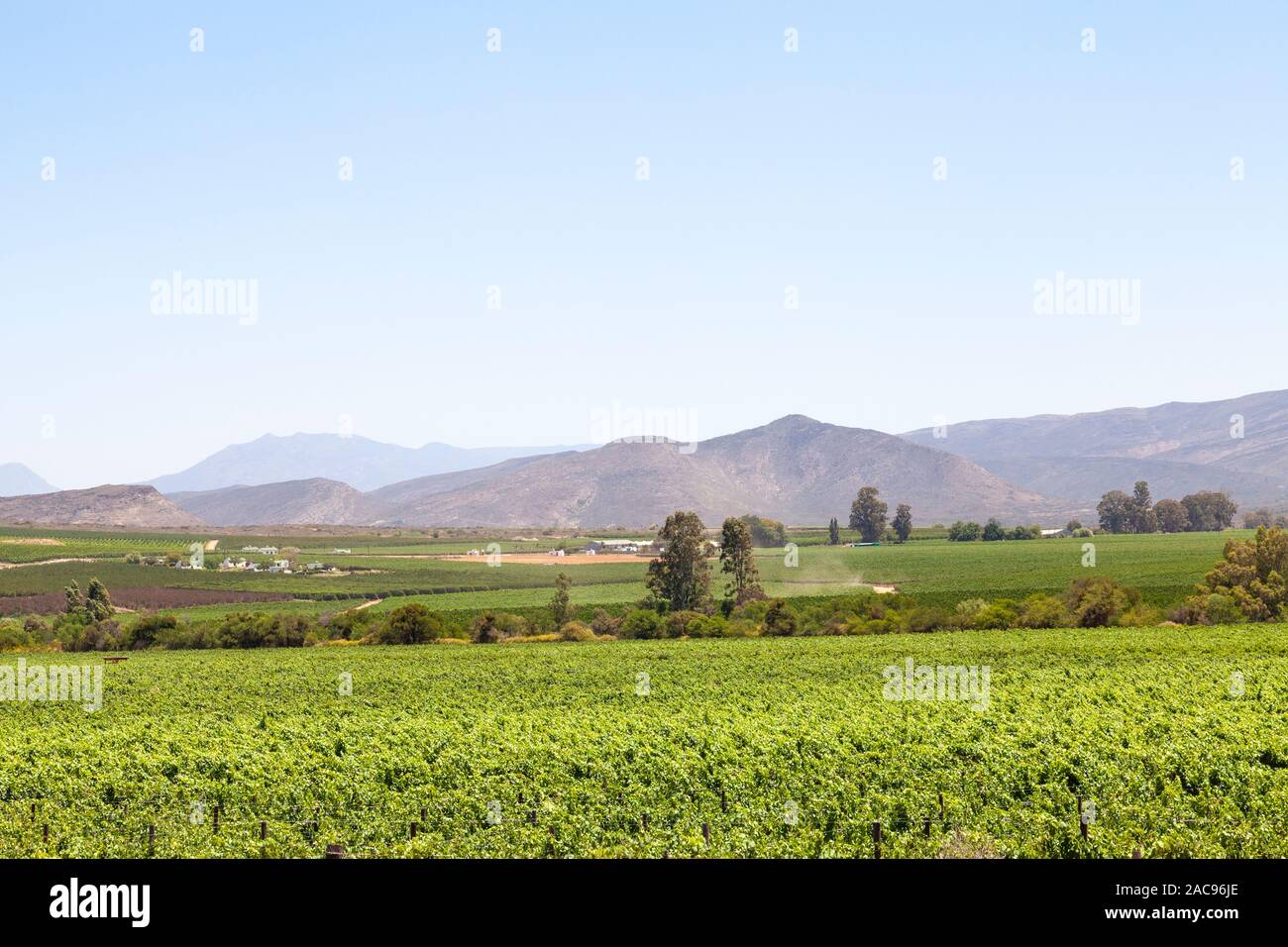 Riviersonderend Mountains and vineyards near McGregor, Breede River Valley, Western Cape Winelands, South Africa in early morning light Stock Photo