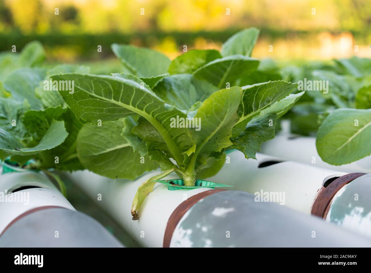 Cos Romaine Lettuce hydroponic farming Stock Photo Alamy