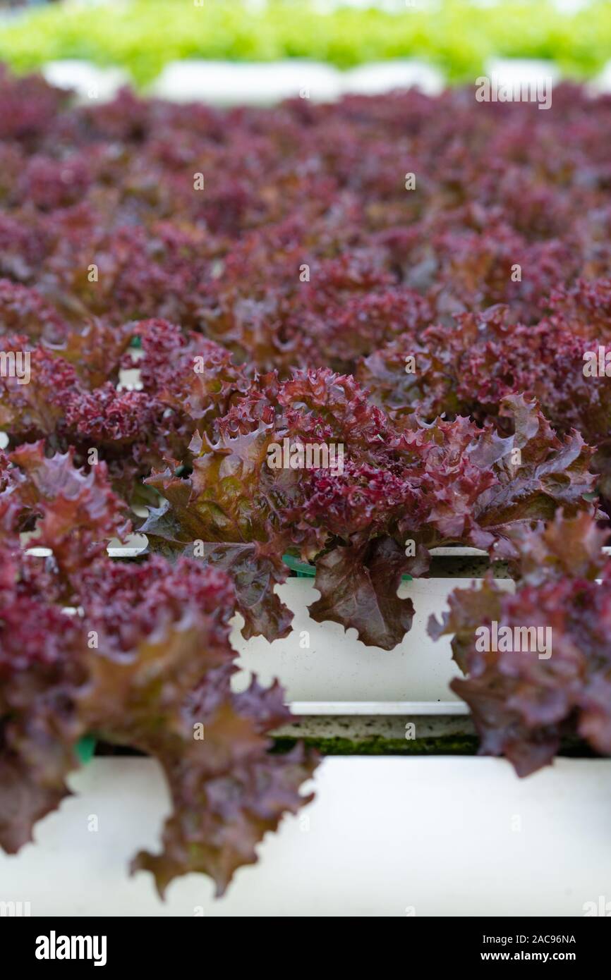 red coral lettuce hydroponics vegetable farming Stock Photo Alamy