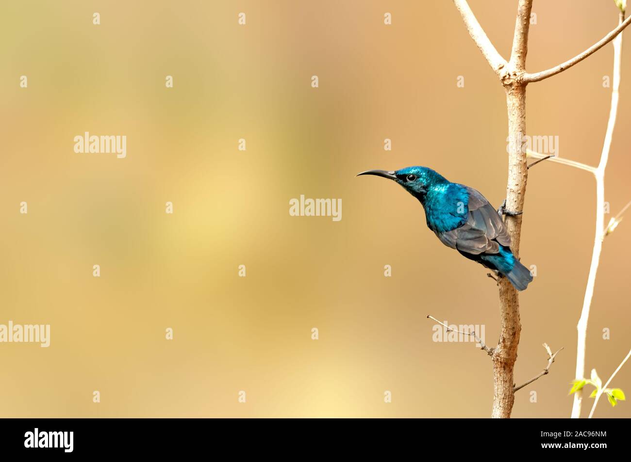 Purple rumped sunbird playing on a tree perch on a bright day Stock Photo